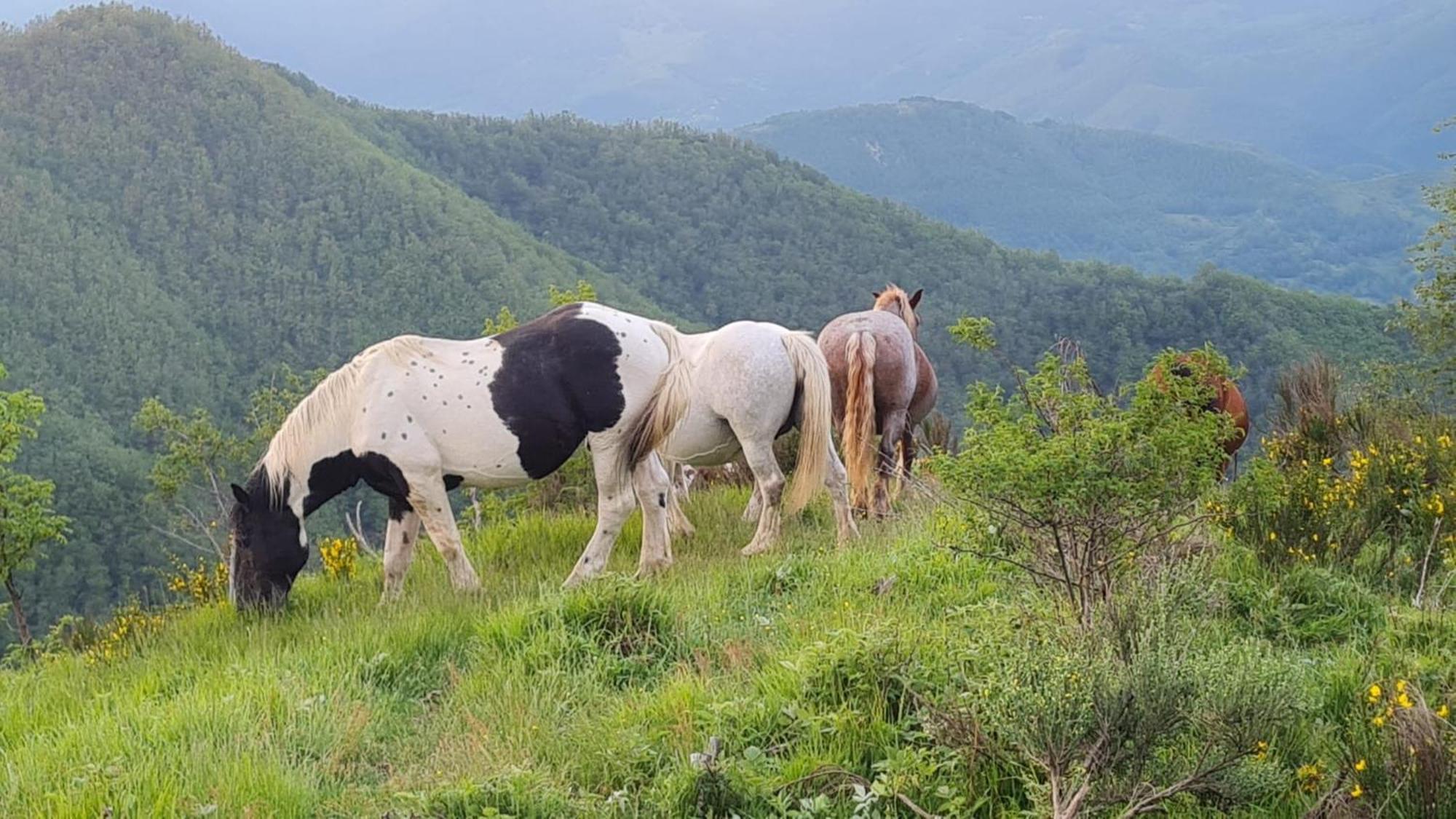 Cuccaro Club - Val Di Vara E Cinque Terre Rocchetta di Vara Dış mekan fotoğraf